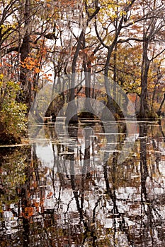 Fall wetland Merchants Millpond NC State Park USA