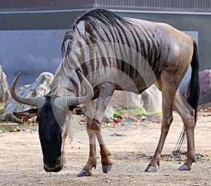 In fall the wildebeest or wildeba