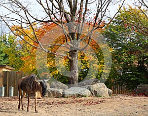 In fall the wildebeest or wildebai,