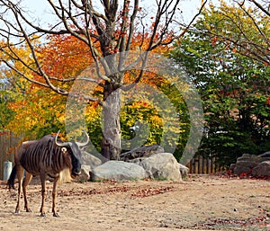 In fall the wildebeest or wildebai,