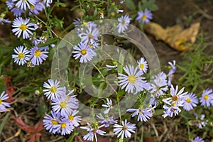 Fall Wildflowers: Smooth Blue Aster photo