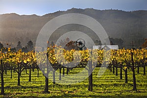 Fall Wine Vines Yellow Vineyards Napa