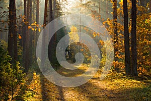 Autumn. Autumn forest. Forest with sunlight. Path in forest through trees with vivid colorful leaves. Beautiful fall background.