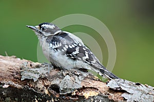 Fall Woodpecker