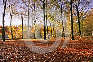 Fall in the woods in the countryside from the Neth