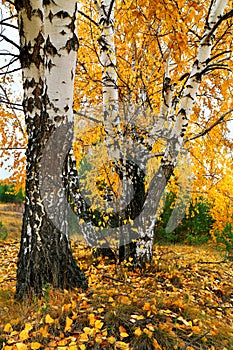 Fall yellow birch grove