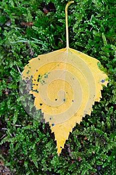 Fall yellow birch leaf