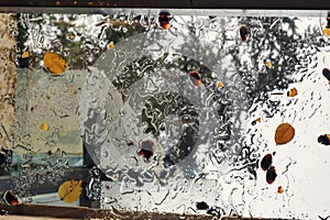 Falled autumn leaves on the wet glass ceiling