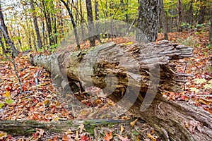 Falled tree trunk at Poke-O-Moonshine Trail