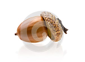 Fallen acorn on white background