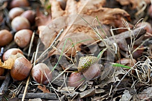 Fallen acorns and leaves