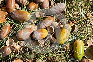 Fallen acorns and leaves.