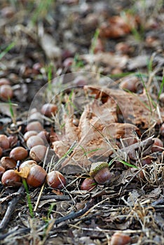 Fallen acorns and leaves