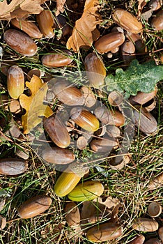 Fallen acorns and leaves