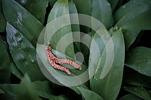 Fallen ament of hazel (Corylus avellana) on ramsons (Allium ursinum) plants.