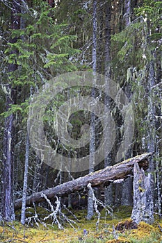 Fallen ancient evergreen tree in wild thick forest