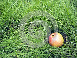 Fallen apple on the ground with dew drops on the grass. Fruit harvest on a rainy day