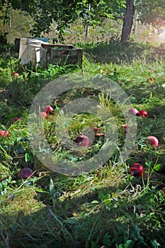 Fallen Apples in an Apple Orchard