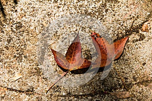 Fallen Autumn Colorful Maple Leaves Lying on Ground