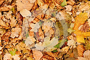 fallen autumn foliation on the ground. walks in the autumn park.