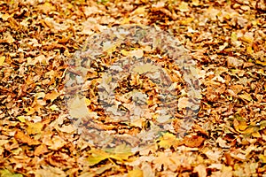 fallen autumn foliation on the ground. walks in the autumn park.