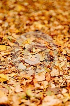 fallen autumn foliation on the ground. walks in the autumn park.