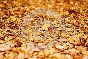 fallen autumn foliation on the ground. walks in the autumn park.