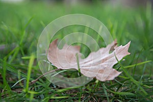Fallen autumn leaf