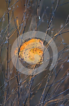fallen autumn leaf in grass