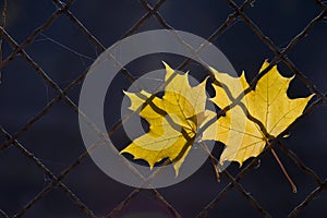 A fallen autumn leaf on a wire fence