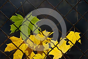 A fallen autumn leaf on a wire fence