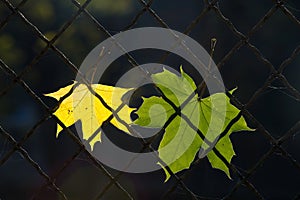 A fallen autumn leaf on a wire fence