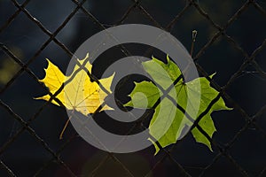 A fallen autumn leaf on a wire fence