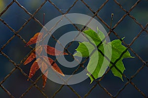 A fallen autumn leaf on a wire fence