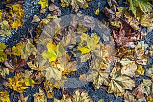 Fallen autumn leaves.