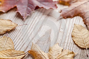 Fallen autumn leaves