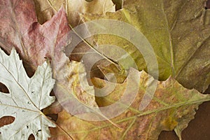 Fallen autumn leaves as a background, close-up, top view