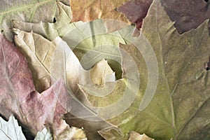 Fallen autumn leaves as a background, close-up, top view