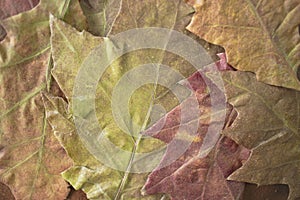 Fallen autumn leaves as a background, close-up, top view