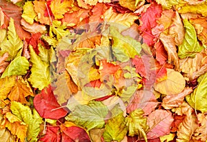 Fallen autumn leaves background.