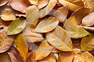 Fallen autumn leaves background