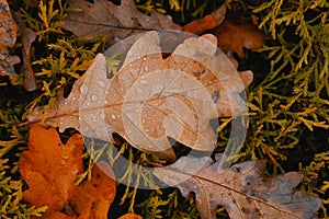 Fallen autumn leaves background