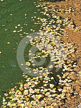 Fallen autumn leaves of birch, willow and needles floating in the water