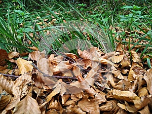 Fallen autumn leaves and branches on the grass