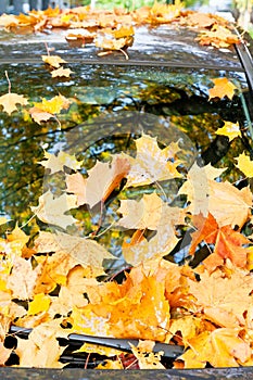 Fallen autumn leaves on car windshield