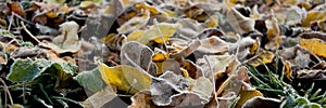 Fallen autumn leaves covered with frost, close-up. Web banner