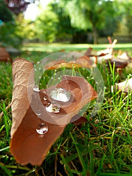 Fallen Autumn Leaves and Dew