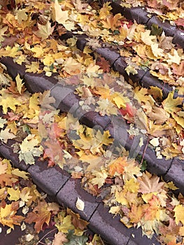 Fallen autumn leaves of different colors lie on the steps of a stone staircase.