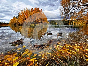 Fallen autumn leaves and ducks on the waters of the Lake Ruataniwha on the South Island of New Zealand