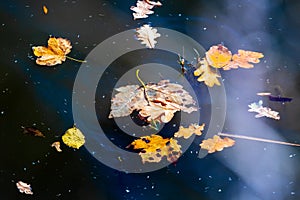 Fallen autumn leaves float on the water